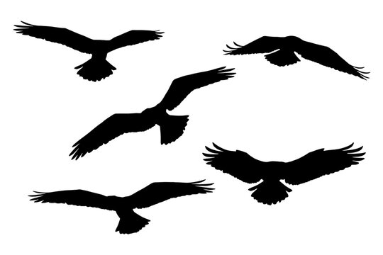 Flying eagles. Vector birds. White background.
