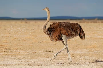 Fotobehang Female ostrich (Struthio camelus) in desert landscape, Etosha National park, Namibia. © EcoView