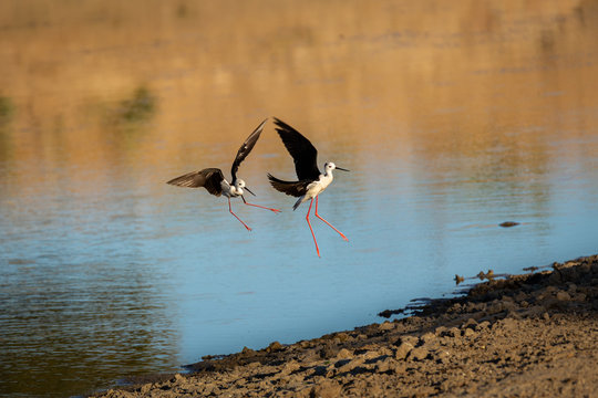 The black-winged stilt, common stilt, or pied stilt (Himantopus himantopus).