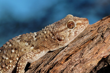 Portrait of a bibron gecko (Pachydactylus bibronii), Kalahari desert, South Africa.