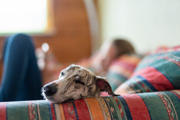 junges Mädchen mit ihrem Hund auf dem Sofa