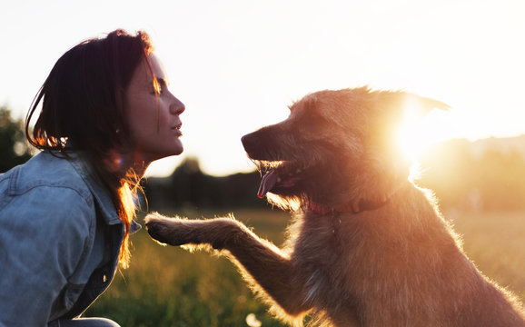 Beautiful Fluffy Shaggy Dog Gives Paw To Its Owner In The Setting Sun