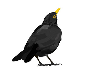 Vector bird. Common Blackbird. Vector image. White background.