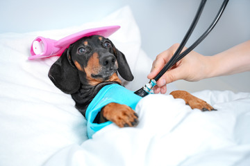dachshund dog, black and tan, sleeping in bed with high fever temperature, ice bag on head,  covered by a blanket, vet auditions a dog with a stethoscope - obrazy, fototapety, plakaty