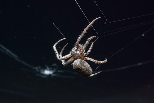 Big hairy scary spider on the web. Side view. Macro photography of insects, copy space, selective focus.