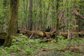 Deciduous stand with hornbeams and oaks