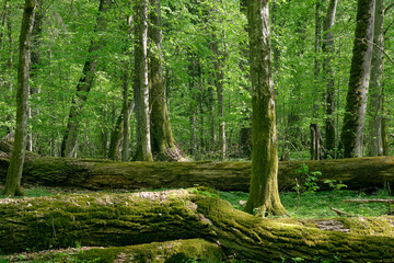 Old natural deciduous stand with oak trees