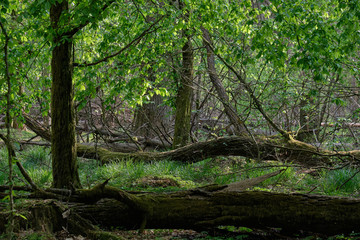 Old natural deciduous stand with old oak trees