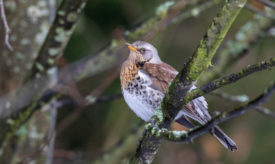 Fieldfare (Turdus pilaris) closeup