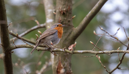 European robin (Erithacus rubecula) siting