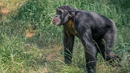 Portrait of curious wondered adult Chimpanzee in tall grass