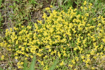 Sedum japonica is a gregarious weed, and yellow flowers bloom in early summer.