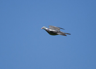 Common wood pigeon (Columba palumbus) in flight