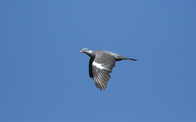 Common wood pigeon (Columba palumbus) in flight