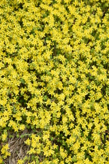 Sedum japonica is a gregarious weed, and yellow flowers bloom in early summer.
