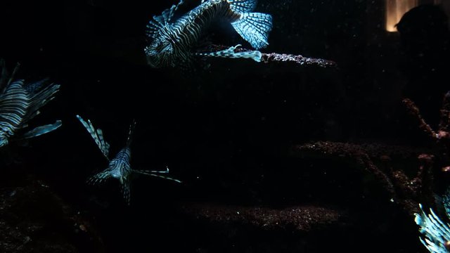 Common lionfish, butterfly-cod swimming underwater. Footage of tastyfish, firefish or turkeyfish, pterois with warning red, white coloration