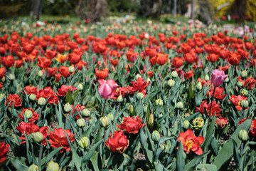 Obraz premium Ein Feld mit blühenden roten Tulpen, einigen Tulpenknospen und bunt blühenden Blumen im Hintergrund