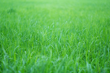 Fototapeta premium Close up image of rice field in green season