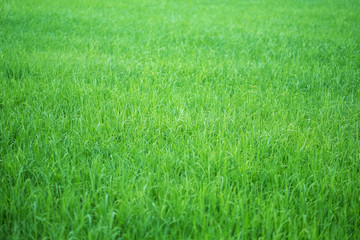 Close up image of rice field in green season
