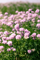 Obraz na płótnie Canvas Purple flowers on beautiful bokeh background.