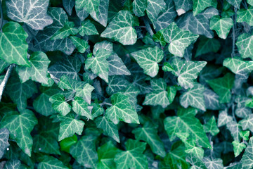 A wall of common ivy. Usuable as a background or texture.