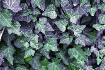 Green and purple ivy leaves close up, background