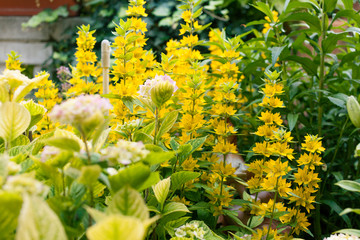 Yellow flowers in the garden, background