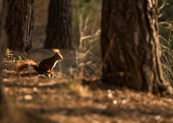 Ardilla en el bosque de Cubillas (Granada)