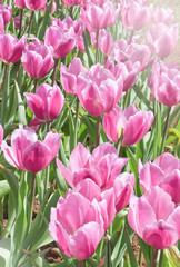 Pink tulips flowers in the field