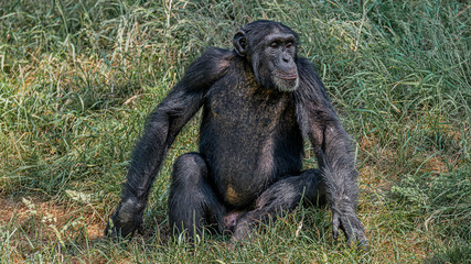 Portrait of curious wondered adult Chimpanzee in tall grass
