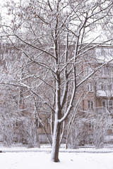 Obraz premium tree bark close up in the snow. tree trunks in snowy winter. snow tree in the park