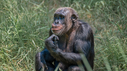 Portrait of curious wondered adult Chimpanzee in tall grass