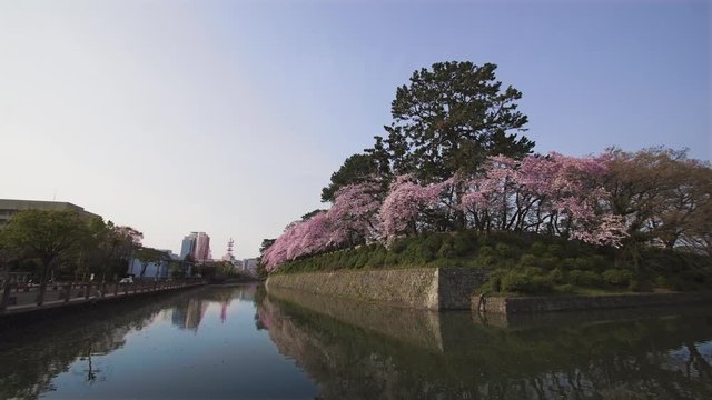 駿府城と満開の桜がお堀に反射する静かな風景