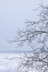 bare branches on a background of snow. tree branches against the background of the frozen sea. snowy winter tree