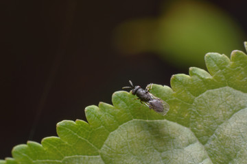 A little tiny black fly on a green leaf. Top view. Macro photography of insects, copy space, selective focus.