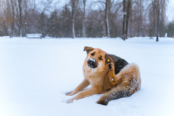 stray dog with a chip lying in the snow. happy vaccinated dog in winter. beautiful red dog rejoices in the snow