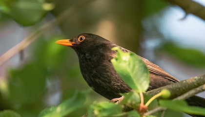 Amsel im Baum genießt die Sonne