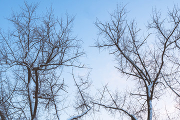 bare branches of snow-covered trees against the blue sky. tree branches silhouette with snow