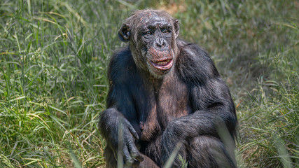 Portrait of curious wondered adult Chimpanzee in tall grass