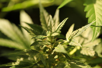 cannabis hemp plant outdoor