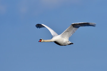 Obraz premium Höckerschwan im Flug