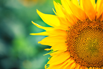 Obraz premium Sunflower flower petals close up
