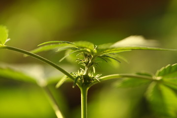 cannabis hemp plant outdoor