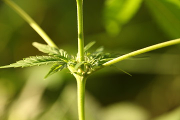 cannabis hemp plant outdoor