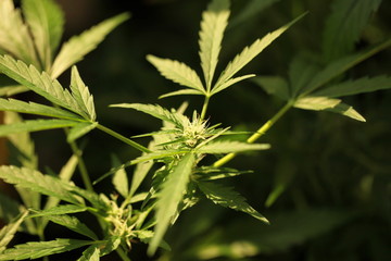 cannabis hemp plant outdoor