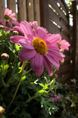Garden Asters in Swiss village of Arbon © elliottcb
