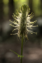 Phyteuma spicatum; spiked rampion flowering in woods above Walenstadt, Swiss Alps