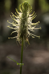 Phyteuma spicatum; spiked rampion flowering in woods above Walenstadt, Swiss Alps