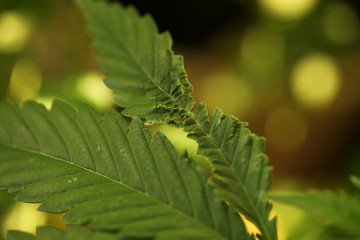 cannabis hemp plant outdoor