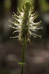 Phyteuma spicatum; spiked rampion flowering in woods above Walenstadt, Swiss Alps